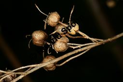 Zierliche Deutzie, Maiblumenstrauch, Deutzia gracilis Kauf von 06048_deutzia_gracilis_img_8535.jpg