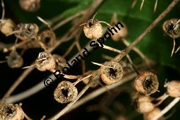 Zierliche Deutzie, Maiblumenstrauch, Deutzia gracilis Kauf von 06048_deutzia_gracilis_img_8536.jpg