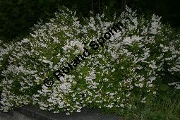 Zierliche Deutzie, Maiblumenstrauch, Deutzia gracilis Kauf von 06048_deutzia_gracilis_img_8549.jpg