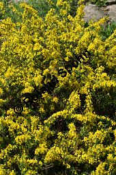 Behaarter Ginster, Genista pilosa, Fabaceae, Genista pilosa, Behaarter Ginster, unreif fruchtend Kauf von 06056_genista_pilosa_img_1706.jpg