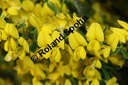 Behaarter Ginster, Genista pilosa, Fabaceae, Genista pilosa, Behaarter Ginster, unreif fruchtend Kauf von 06056_genista_pilosa_img_1707.jpg