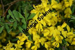 Behaarter Ginster, Genista pilosa, Fabaceae, Genista pilosa, Behaarter Ginster, unreif fruchtend Kauf von 06056_genista_pilosa_img_1708.jpg