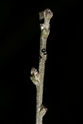 Behaarter Ginster, Genista pilosa, Fabaceae, Genista pilosa, Behaarter Ginster, unreif fruchtend Kauf von 06056_genista_pilosa_img_2128.jpg