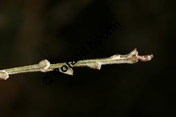 Behaarter Ginster, Genista pilosa, Fabaceae, Genista pilosa, Behaarter Ginster, unreif fruchtend Kauf von 06056_genista_pilosa_img_2130.jpg