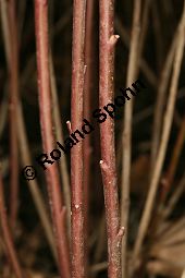 Behaarter Ginster, Genista pilosa, Fabaceae, Genista pilosa, Behaarter Ginster, unreif fruchtend Kauf von 06056_genista_pilosa_img_6992.jpg