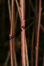 Behaarter Ginster, Genista pilosa, Fabaceae, Genista pilosa, Behaarter Ginster, unreif fruchtend Kauf von 06056_genista_pilosa_img_6993.jpg