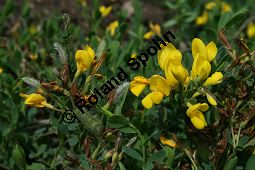 Behaarter Ginster, Genista pilosa, Fabaceae, Genista pilosa, Behaarter Ginster, unreif fruchtend Kauf von 06056genista_pilosaimg_2057.jpg