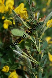 Behaarter Ginster, Genista pilosa, Fabaceae, Genista pilosa, Behaarter Ginster, unreif fruchtend Kauf von 06056genista_pilosaimg_2058.jpg