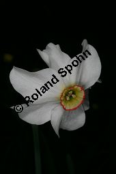 Dichter-Narzisse, Weiße Narzisse, Narcissus poeticus Kauf von 06074_narcissus_poeticus_img_7795.jpg