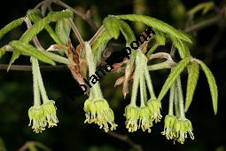 Nikko-Ahorn, Acer maximowiczianum, Acer nikoense Maxim.Miq. Kauf von 06107_acer_maximowiczianum_img_1833.jpg