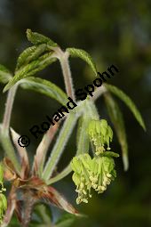 Nikko-Ahorn, Acer maximowiczianum, Acer nikoense Maxim.Miq. Kauf von 06107_acer_maximowiczianum_img_1834.jpg