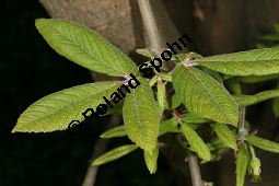 Nikko-Ahorn, Acer maximowiczianum, Acer nikoense Maxim.Miq. Kauf von 06107_acer_maximowiczianum_img_1835.jpg