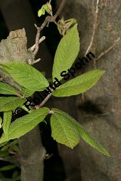 Nikko-Ahorn, Acer maximowiczianum, Acer nikoense Maxim.Miq. Kauf von 06107_acer_maximowiczianum_img_1836.jpg