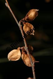 Sibirische Ulme, Ulmus pumila Kauf von 06108_ulmus_pumila_img_0886.jpg