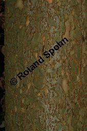 Sibirische Ulme, Ulmus pumila Kauf von 06108_ulmus_pumila_img_0887.jpg