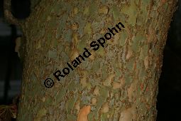 Sibirische Ulme, Ulmus pumila Kauf von 06108_ulmus_pumila_img_0888.jpg