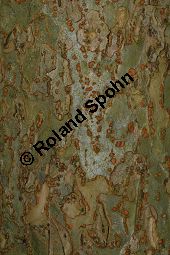 Sibirische Ulme, Ulmus pumila Kauf von 06108_ulmus_pumila_img_0889.jpg