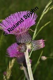 Bach-Kratzdistel, Cirsium rivulare, Asteraceae, Cirsium rivulare, Bach-Kratzdistel, Habitat Kauf von 06118_cirsium_rivulare_dsc_1454.jpg