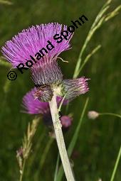 Bach-Kratzdistel, Cirsium rivulare, Asteraceae, Cirsium rivulare, Bach-Kratzdistel, Habitat Kauf von 06118_cirsium_rivulare_dsc_1455.jpg