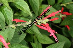 Ananas-Salbei, Salvia rutilans Kauf von 06120_salvia_rutilans_img_9838.jpg