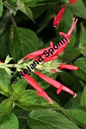 Ananas-Salbei, Salvia rutilans Kauf von 06120_salvia_rutilans_img_9840.jpg