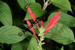 Ananas-Salbei, Salvia rutilans Kauf von 06120_salvia_rutilans_img_9841.jpg