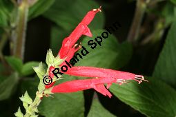 Ananas-Salbei, Salvia rutilans Kauf von 06120_salvia_rutilans_img_9843.jpg