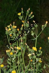 Kohl-Gänsedistel, Sonchus oleraceus Kauf von 06128sonchus_oleraceusimg_7427.jpg