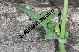 Kohl-Gänsedistel, Sonchus oleraceus Kauf von 06128sonchus_oleraceusimg_7430.jpg
