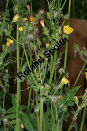 Kohl-Gänsedistel, Sonchus oleraceus Kauf von 06128sonchus_oleraceusimg_7432.jpg