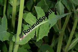 Kohl-Gänsedistel, Sonchus oleraceus Kauf von 06128sonchus_oleraceusimg_7433.jpg