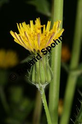 Kohl-Gänsedistel, Sonchus oleraceus Kauf von 06128sonchus_oleraceusimg_7435.jpg
