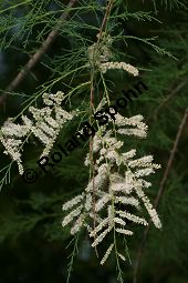 Französische Tamariske, Tamarix gallica Kauf von 06134_tamarix_gallica_img_9082.jpg