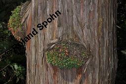 Nutka-Scheinzypresse 'Glauca', Chamaecyparis nootkatensis 'Glauca', Callitropsis nootkatensis 'Glauca', Chamaecyparis nootkatensis 'Glauca', Callitropsis nootkatensis 'Glauca', Nutka-Scheinzypresse 'Glauca', Cupressaceae, Stamm mit Austrieben Kauf von 06142_chamaecyparis_nootkatensis_glauca_dsc_4402.jpg