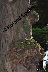 Nutka-Scheinzypresse 'Glauca', Chamaecyparis nootkatensis 'Glauca', Callitropsis nootkatensis 'Glauca', Chamaecyparis nootkatensis 'Glauca', Callitropsis nootkatensis 'Glauca', Nutka-Scheinzypresse 'Glauca', Cupressaceae, Stamm mit Austrieben Kauf von 06142_chamaecyparis_nootkatensis_glauca_dsc_4403.jpg