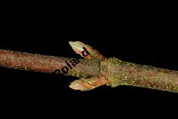 Raue Deutzie, Deutzia scabra Kauf von 06148_deutzia_scabra_img_2188.jpg