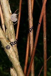 Raue Deutzie, Deutzia scabra Kauf von 06148_deutzia_scabra_img_7092.jpg