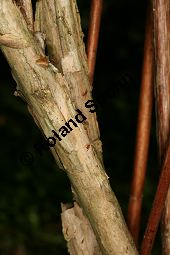 Raue Deutzie, Deutzia scabra Kauf von 06148_deutzia_scabra_img_7094.jpg