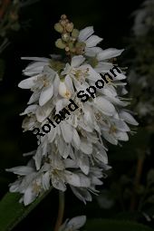 Raue Deutzie, Deutzia scabra Kauf von 06148_deutzia_scabra_img_9110.jpg