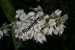 Raue Deutzie, Deutzia scabra Kauf von 06148_deutzia_scabra_img_9111.jpg