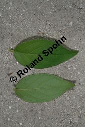 Raue Deutzie, Deutzia scabra Kauf von 06148_deutzia_scabra_img_9115.jpg