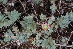 Macdougalls Felsenrose, Graptopetalum macdougallii, Graptopetalum macdougallii, Macdougals Felsenrose, Crassulaceae, Blühend Kauf von 06151_graptopetalum_macdougallii_dsc_8408.jpg