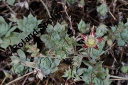 Macdougalls Felsenrose, Graptopetalum macdougallii, Graptopetalum macdougallii, Macdougals Felsenrose, Crassulaceae, Blühend Kauf von 06151_graptopetalum_macdougallii_dsc_8409.jpg