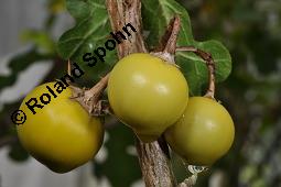 Sodomsapfel, Solanum sodomeum Kauf von 06158_solanum_sodomeum_dsc_4303.jpg