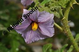 Sodomsapfel, Solanum sodomeum Kauf von 06158_solanum_sodomeum_dsc_4307.jpg