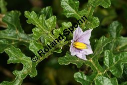 Sodomsapfel, Solanum sodomeum Kauf von 06158_solanum_sodomeum_img_3970.jpg