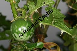Sodomsapfel, Solanum sodomeum Kauf von 06158_solanum_sodomeum_img_3971.jpg