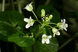 Wasabi, Japanischer Meerrettich, Wasabia japonica Kauf von 06179_wasabia_japonica_img_6601.jpg