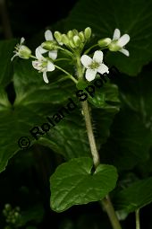 Wasabi, Japanischer Meerrettich, Wasabia japonica Kauf von 06179_wasabia_japonica_img_6603.jpg