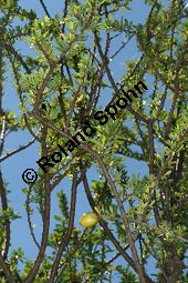 Arganbaum, Eisenholz, Argania spinosa Kauf von 06185_argania_spinosa_img_0039.jpg